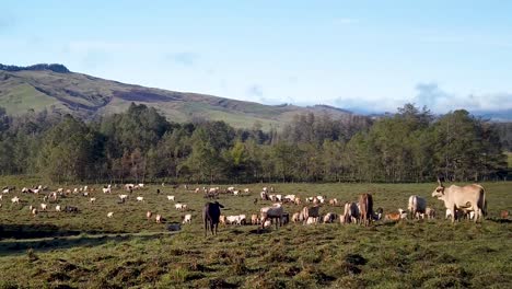 Herd-of-cows-in-green-pasture-with-scenic-mountain-background