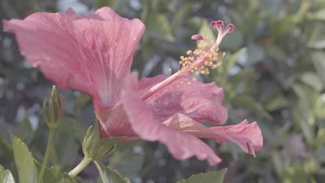 Pink-flower-in-a-slow-motion-breeze