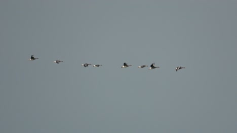 Wide-shot-following-a-group-of-eight-Greylag-geese-in-flight,-against-a-grey-sky