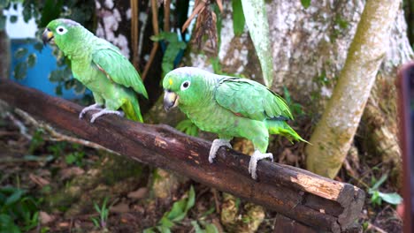 Zwei-Grüne-Papageien-Auf-Einem-Ast-Mit-Menschen,-Die-Fotos-Von-Ihnen-Machen