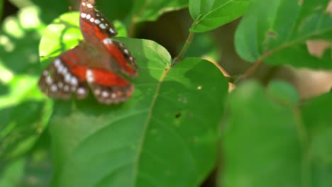 Nahaufnahme-Eines-Wunderschönen-Orangefarbenen-Schmetterlings,-Der-An-Einem-Sommertag-Im-Peruanischen-Amazonasgebiet-Auf-Der-Pflanze-Sitzt