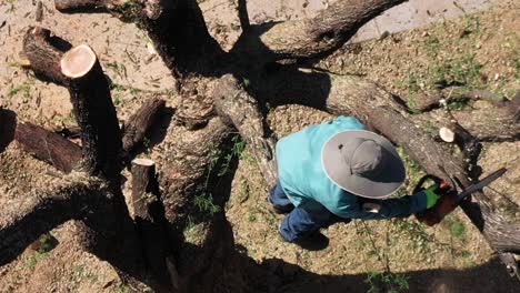 Aerial-an-man-in-Mesquite-tree-places-his-chain-saw-on-a-large-thick​-limb-preparing-to-cut-it-away