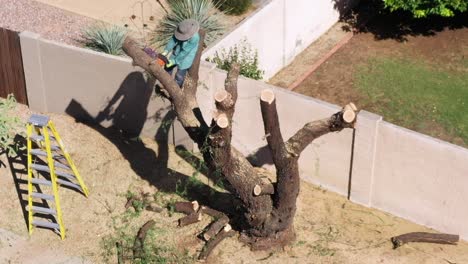 Aerial-high-angle-drone-view-of-an-man-balanced-in-the-remains-of-a-Mesquite-tree-trunk-uses-a-chainsaw-to-remove-limbs-from-the-tree,-Scottsdale,-Arizona
