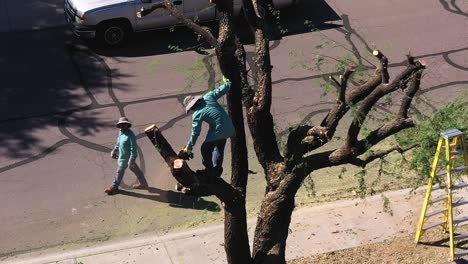 Aerial-Man-holding-a-chainsaw-in-one-hand-while-standing-in-a-large-Mesquite-tree-puts-his-hand-on-the-truck-to-steady-himself-as-he-prepares-to-cut-off-a-limb,-Scottsdale,-Arizona