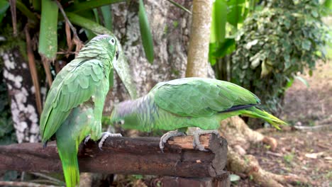 Zwei-Amazonas-papageien,-Die-In-Der-Dschungelszene-Gehockt-Werden