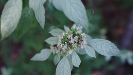 Tracking-shot-over-wild-mountain-mint-showing-the-white-leaves
