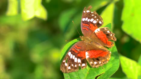 Primer-Plano-De-Una-Hermosa-Mariposa-De-Color-Naranja-Sentada-En-La-Planta-En-Un-Día-De-Verano-En-La-Amazonía-Peruana