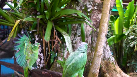 View-Of-Two-Green-Parrots-In-Peruvian-Amazon