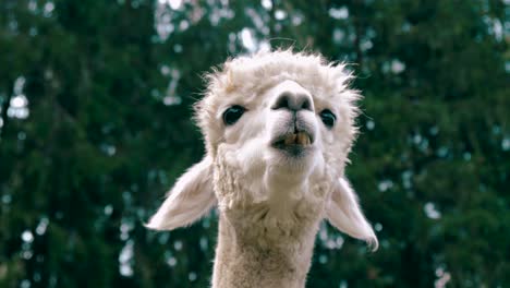 4k-UHD-footage-of-Alpaca---Alpacas-and-Lama---Lamas-in-natural-surroundings