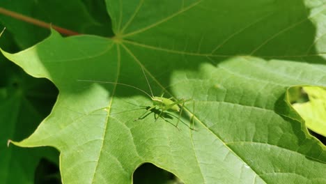 Green-grasshopper-sitting-on-leaf,-summer-scene,-Close-up