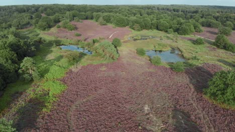 Aerial-view-of-blooming-purple-heathland-with-ponds-and-water-in-Nationalpark-De-Mainweg,-Netherlands---4k-Drone-footage