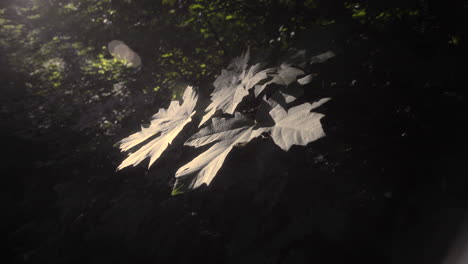 Künstlerische-Aufnahme-Von-Sonnenstrahlen-Und-Eruptionen,-Die-Die-Blätter-Eines-Busches-Im-Wald-Von-Oregon-Baden