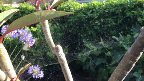 Spiderweb-on-a-plumeria-in-a-backyard,-daytime-shot
