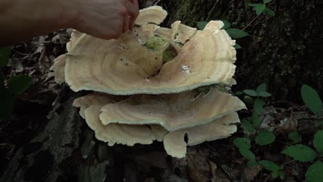 A-hand-cutting-around-the-edge-of-a-Berkeley's-polypore-mushroom-with-a-knife