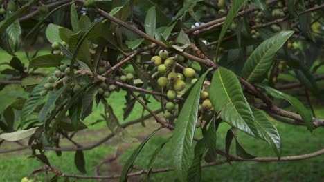 Green-Loquats-Hanging-from-Branch-in-the-Wind