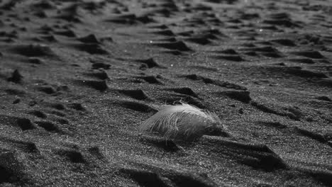 Single-lonely-feather-in-sand-black-and-white