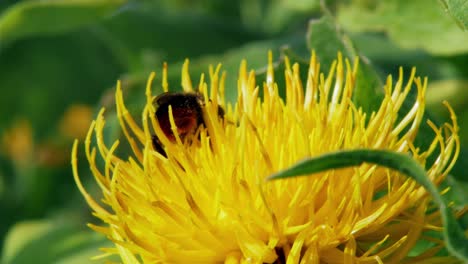 Macro-close-up-shot-of-a-bumble-bee-pollinating-a-yellow-dandelion-flower