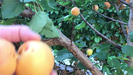 Hand-picking-home-grown-apricots-from-a-tree