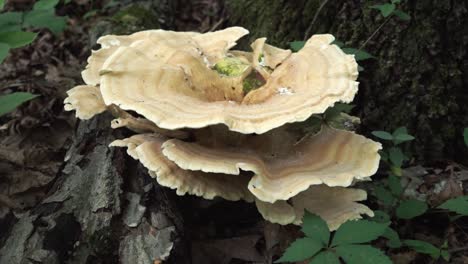 Dolly-in-of-a-Berkeley's-polypore-mushroom-growing-on-the-bottom-of-a-tree