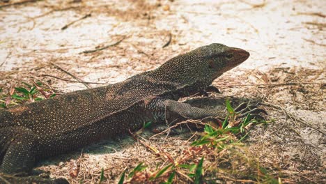 4K-UHD-Cinemagraph-of-a-monitor-lizard,-hardly-moving-but-breathing-on-Perhentian-Island,-Malaysia