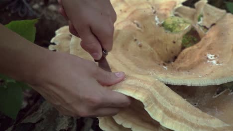 Tracking-shot-of-a-Berkeley's-polypore-mushroom-being-harvested-with-a-knife