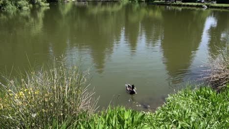 Stockente-In-Einem-Teich