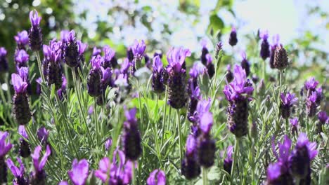 Flores-De-Salvia-Púrpura-De-Cerca