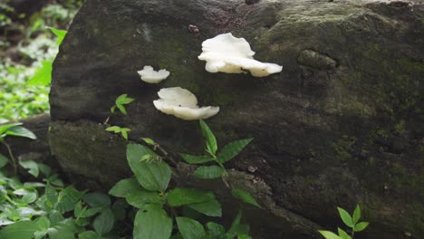 White-Fungus-On-Side-Of-Dead-Tree-Bark