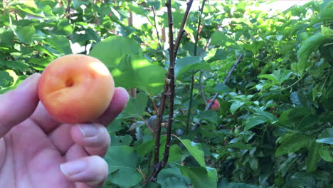 POV-hand-picking-ripe-apricot-from-a-tree-in-a-backyard,-then-holding-it-up-to-look-at-it