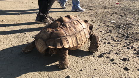 Large-tortoise-walking-on-cement-during-a-sunny-day