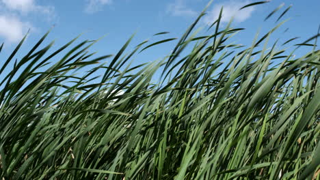 Bullrushes-blowing-in-the-wind-on-a-summers-day