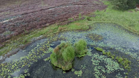 Aerial-view-of-blooming-purple-heathland-with-ponds-and-water-in-Nationalpark-De-Mainweg,-Netherlands---4k-Drone-footage