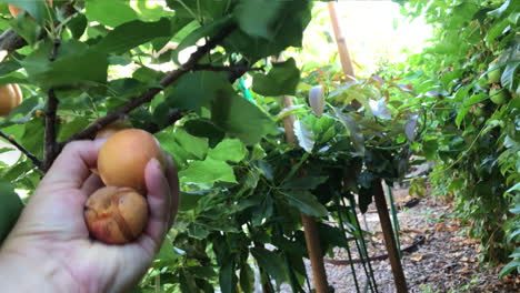 Point-of-view-clip,-hand-is-seen-picking-ripe-apricots-from-a-tree-in-a-garden