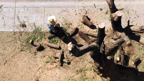 Aerial-directly-overhead-an-man-attempt-to-move-a-heavy-portion-of-a-cut-limb-from-under-the-remnants-of-a-once-large-Mesquite-tree,-Scottsdale,-Arizona