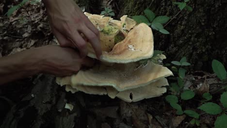 Hands-reach-in-to-cut-a-Berkeley's-polypore-mushroom-cap-with-a-knife