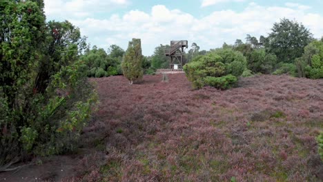 Antena-De-Brezo-Púrpura-Floreciente-En-El-Parque-Nacional-De-Meinweg,-Países-Bajos---Imágenes-De-Drones-De-4k