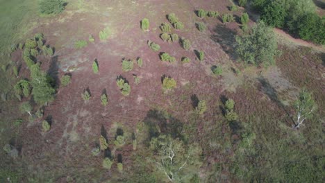 Luftaufnahmen-Von-Blühendem-Lila-Heidekraut-Im-Nationalpark-De-Meinweg,-Niederlande---4K-Drohnenaufnahmen