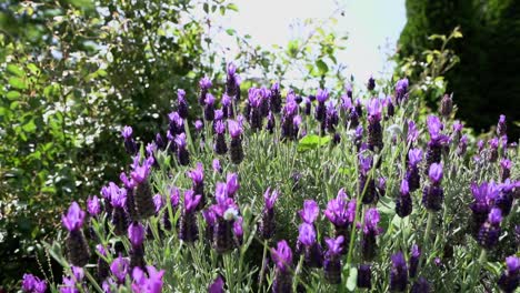 Día-Soleado-De-Flores-De-Salvia-Púrpura