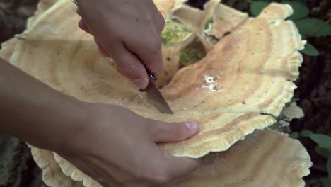 Tracking-shot-of-Berkeley's-polypore-mushroom-being-sliced-with-a-knife