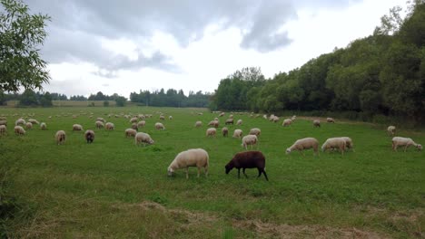 Sheep-grazing-on-green-field-with-one-black-sheep,-slow-motion,-dolly