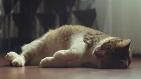 Katze-Schläft-Auf-Dem-Boden