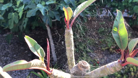 Hintergrundbeleuchtetes-Spinnennetz-Auf-Einer-Plumeria-Pflanze-In-Einem-Hinterhof,-Vergrößern