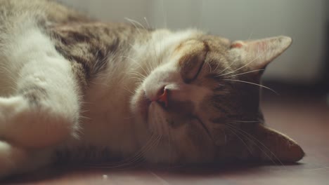 Cat-sleeping-on-the-floor