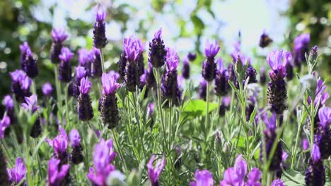 Flores-De-Salvia-Púrpura-De-Cerca