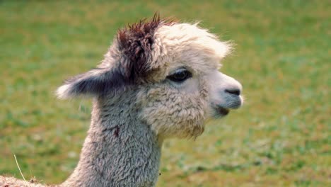 4k-UHD-footage-of-Alpaca---Alpacas-and-Lama---Lamas-in-natural-surroundings