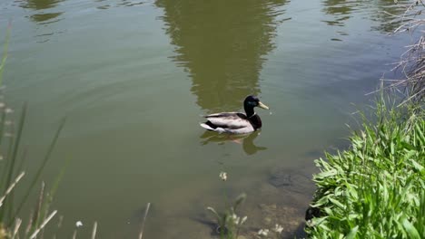 Mallard-Duck-in-a-Pond---Close-Up