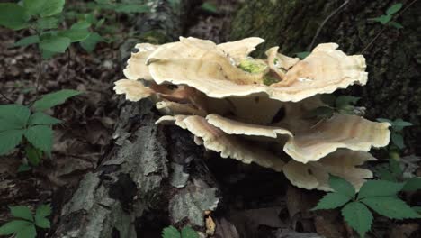 Tracking-shot-of-Berkeley's-polypore-mushroom-on-the-bottom-of-a-tree-in-a-forest