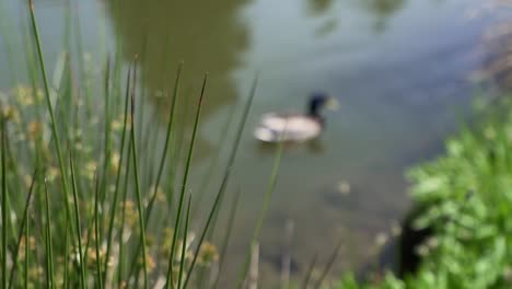 Mallard-Duck-in-a-Pond-Focus-on-Plants