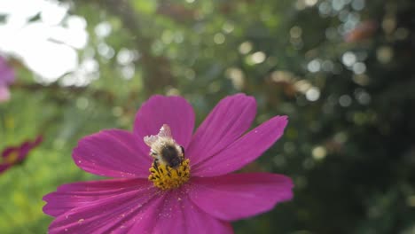 Bumblebee-flaying-away-from-purple-flower,-close-up,-slow-motion