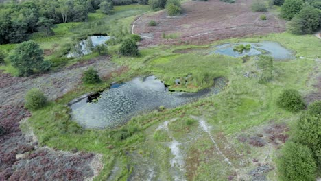 Luftaufnahme-Der-Blühenden-Lila-Heide-Mit-Teichen-Und-Wasser-Im-Nationalpark-De-Mainweg,-Niederlande---4k-drohnenaufnahmen